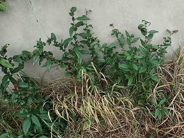 Chaenomeles x superba \ Japanische x Chinesische Zierquitte / Superb Quince, A Graz 18.8.2026