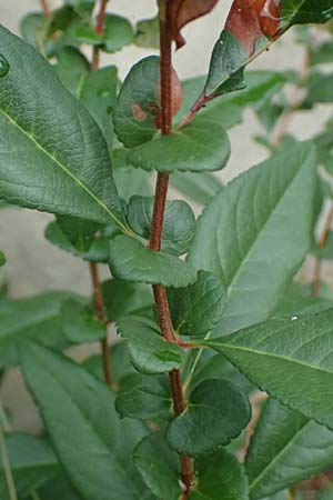 Chaenomeles x superba \ Japanische x Chinesische Zierquitte / Superb Quince, A Graz 18.8.2026