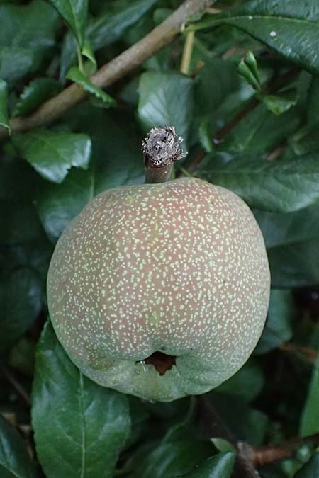 Chaenomeles x superba \ Japanische x Chinesische Zierquitte / Superb Quince, A Graz 18.8.2026
