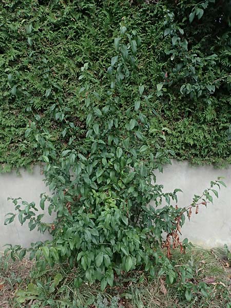 Chaenomeles x superba \ Japanische x Chinesische Zierquitte / Superb Quince, A Graz 18.8.2026