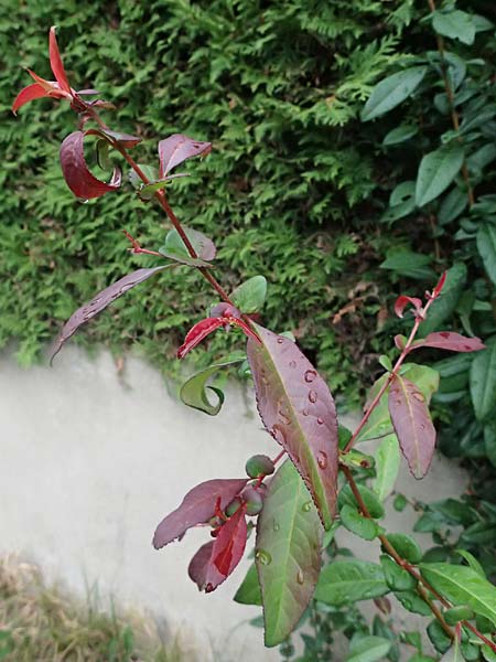 Chaenomeles x superba \ Japanische x Chinesische Zierquitte / Superb Quince, A Graz 18.8.2026