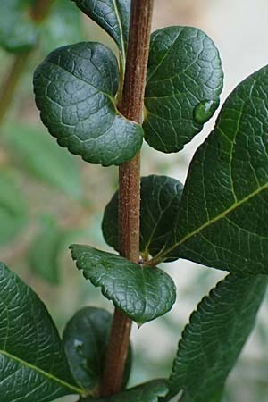 Chaenomeles x superba \ Japanische x Chinesische Zierquitte / Superb Quince, A Graz 18.8.2026
