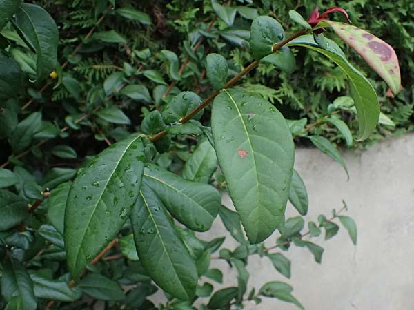 Chaenomeles x superba \ Japanische x Chinesische Zierquitte / Superb Quince, A Graz 18.8.2026