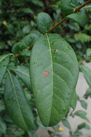Chaenomeles x superba \ Japanische x Chinesische Zierquitte / Superb Quince, A Graz 18.8.2026