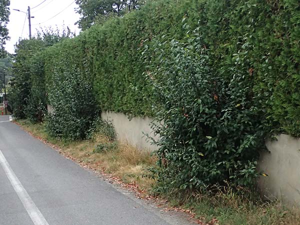 Chaenomeles x superba \ Japanische x Chinesische Zierquitte / Superb Quince, A Graz 18.8.2026