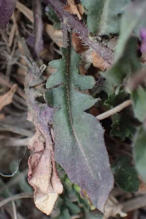 Chorispora tenella \ Zarte Rettichlevkoje / Crossflower, A Wien-Floridsdorf 2.4.2023