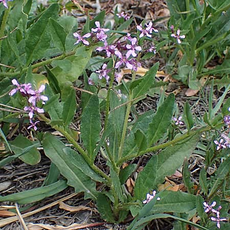 Chorispora tenella \ Zarte Rettichlevkoje / Crossflower, A Wien-Floridsdorf 2.4.2023