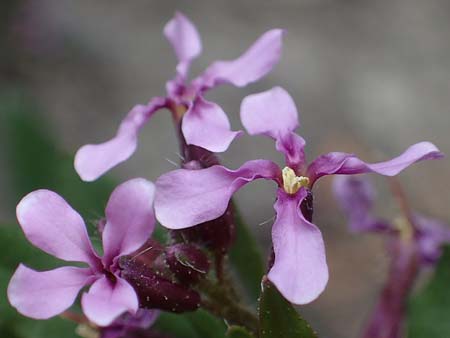 Chorispora tenella \ Zarte Rettichlevkoje / Crossflower, A Wien-Floridsdorf 2.4.2023