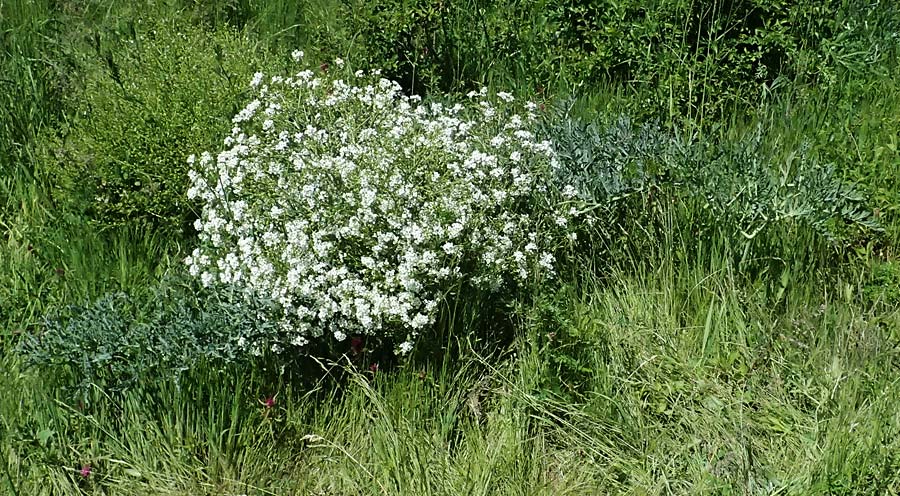 Crambe tataria \ Tatorjan-Meerkohl, Tataren-Meerkohl / Tartar Kale, A Ottenthal 12.5.2015