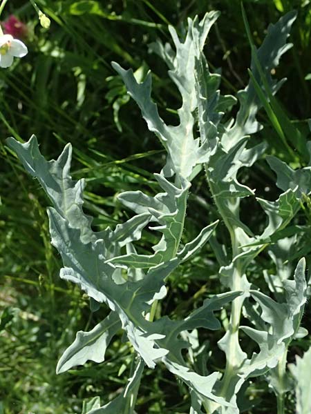 Crambe tataria \ Tatorjan-Meerkohl, Tataren-Meerkohl / Tartar Kale, A Ottenthal 12.5.2015