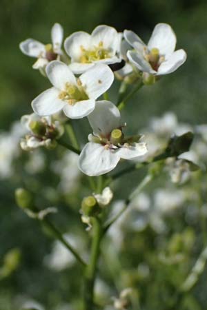 Crambe tataria \ Tatorjan-Meerkohl, Tataren-Meerkohl / Tartar Kale, A Ottenthal 12.5.2015