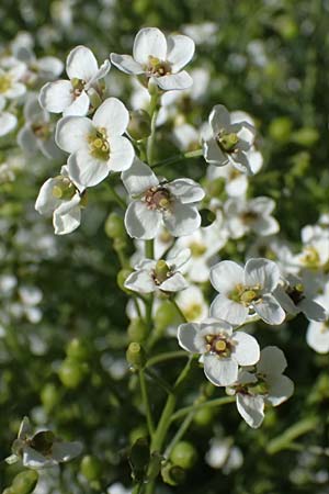Crambe tataria \ Tatorjan-Meerkohl, Tataren-Meerkohl / Tartar Kale, A Ottenthal 12.5.2015