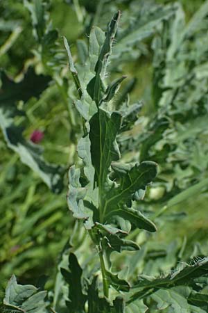 Crambe tataria \ Tatorjan-Meerkohl, Tataren-Meerkohl / Tartar Kale, A Ottenthal 12.5.2015