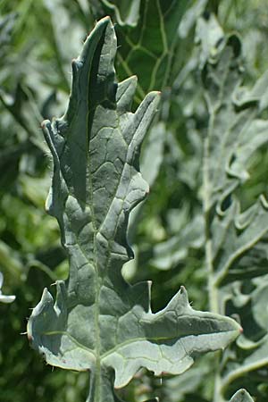 Crambe tataria \ Tatorjan-Meerkohl, Tataren-Meerkohl / Tartar Kale, A Ottenthal 12.5.2015