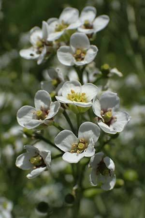 Crambe tataria \ Tatorjan-Meerkohl, Tataren-Meerkohl / Tartar Kale, A Ottenthal 12.5.2015