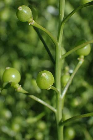 Crambe tataria \ Tatorjan-Meerkohl, Tataren-Meerkohl / Tartar Kale, A Ottenthal 12.5.2015