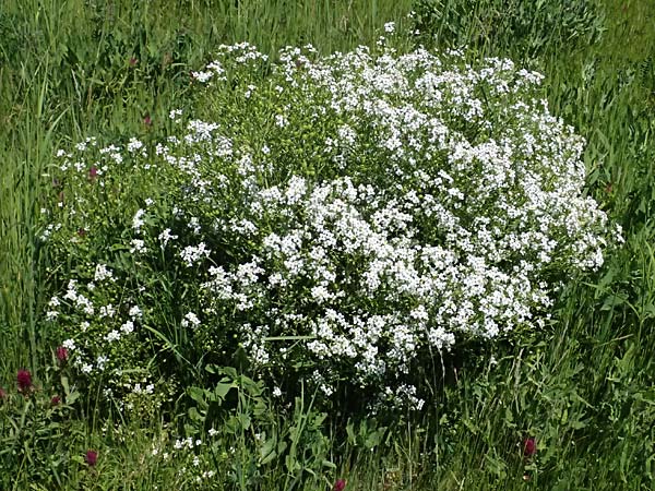 Crambe tataria \ Tatorjan-Meerkohl, Tataren-Meerkohl / Tartar Kale, A Ottenthal 12.5.2015