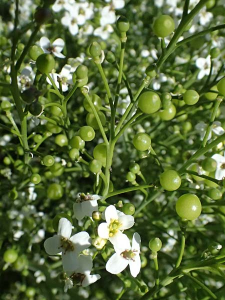 Crambe tataria \ Tatorjan-Meerkohl, Tataren-Meerkohl / Tartar Kale, A Ottenthal 12.5.2015