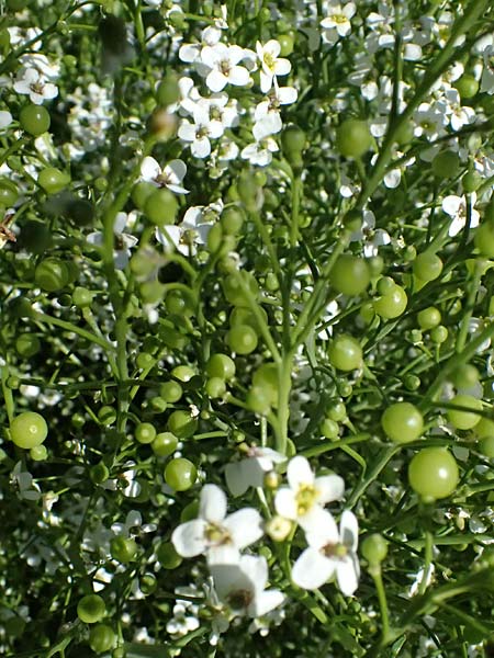 Crambe tataria \ Tatorjan-Meerkohl, Tataren-Meerkohl / Tartar Kale, A Ottenthal 12.5.2015