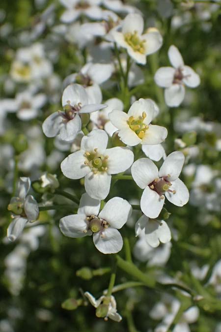 Crambe tataria \ Tatorjan-Meerkohl, Tataren-Meerkohl / Tartar Kale, A Ottenthal 12.5.2015