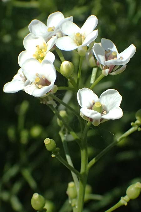 Crambe tataria \ Tatorjan-Meerkohl, Tataren-Meerkohl / Tartar Kale, A Ottenthal 12.5.2015