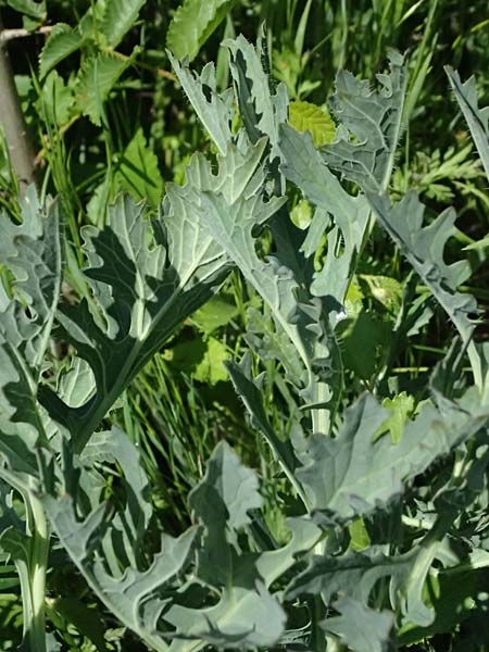 Crambe tataria \ Tatorjan-Meerkohl, Tataren-Meerkohl / Tartar Kale, A Ottenthal 12.5.2015