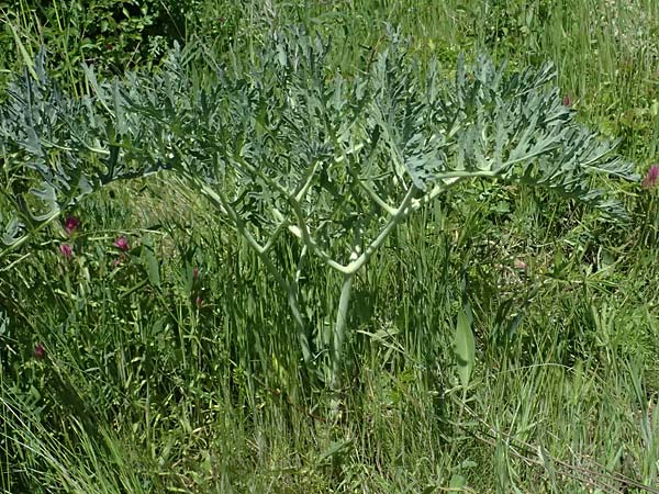 Crambe tataria \ Tatorjan-Meerkohl, Tataren-Meerkohl / Tartar Kale, A Ottenthal 12.5.2015