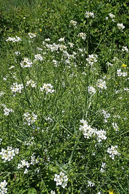Crambe tataria \ Tatorjan-Meerkohl, Tataren-Meerkohl / Tartar Kale, A Ottenthal 12.5.2015