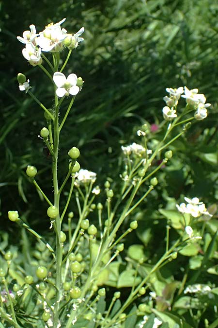 Crambe tataria \ Tatorjan-Meerkohl, Tataren-Meerkohl / Tartar Kale, A Ottenthal 12.5.2015