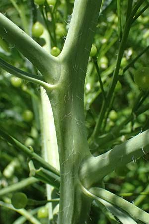 Crambe tataria \ Tatorjan-Meerkohl, Tataren-Meerkohl / Tartar Kale, A Ottenthal 12.5.2015