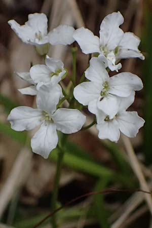 Cardamine trifolia \ Kleebl�ttriges Schaumkraut, Wald-Schaumkraut / Three-Leaved Cuckoo Flower, Trefoil Cress, A Kirchberg am Wechsel 12.5.2025