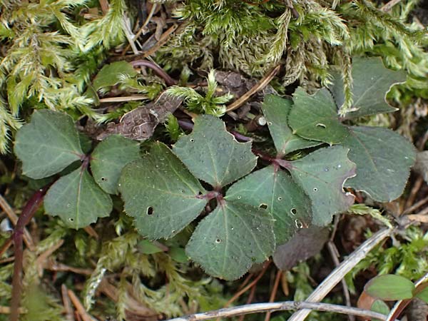 Cardamine trifolia \ Kleebl�ttriges Schaumkraut, Wald-Schaumkraut / Three-Leaved Cuckoo Flower, Trefoil Cress, A Kirchberg am Wechsel 12.5.2025