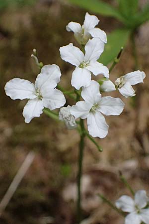 Cardamine trifolia \ Kleebl�ttriges Schaumkraut, Wald-Schaumkraut / Three-Leaved Cuckoo Flower, Trefoil Cress, A Kirchberg am Wechsel 12.5.2025