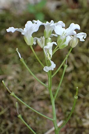 Cardamine trifolia \ Kleebl�ttriges Schaumkraut, Wald-Schaumkraut / Three-Leaved Cuckoo Flower, Trefoil Cress, A Kirchberg am Wechsel 12.5.2025