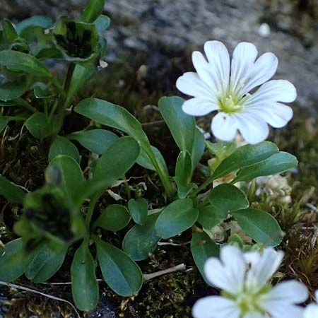 Cerastium uniflorum \ Einbltiges Hornkraut, A Bad Gastein 29.6.2025
