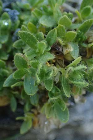 Cerastium uniflorum \ Einbl&uuml;tiges Hornkraut / Glacier Mouse-Ear, A Gro&szlig;glockner 11.8.2025