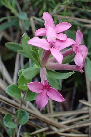 Daphne cneorum \ Rosmarin-Seidelbast, Flaumiger Seidelbast / Garland Flower, A Bad Vöslau 12.5.2025