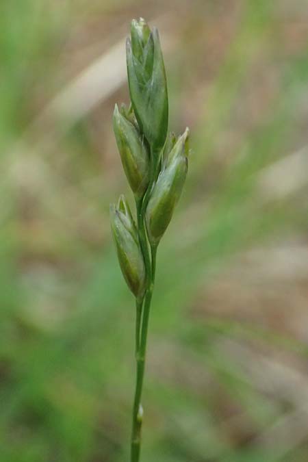 Danthonia decumbens \ T�uschender Dreizahn, A Sankt Leonhard im Glantal 17.6.2026