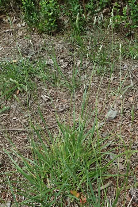 Danthonia decumbens \ T�uschender Dreizahn, A Sankt Leonhard im Glantal 17.6.2026