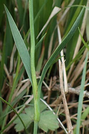 Dianthus carthusianorum subsp. latifolius \ Breitblttrige Kartuser-Nelke / Wide-Leaved Carthusian Pink, A Kärnten/Carinthia, St. Paul im Lavanttal 16.5.2016
