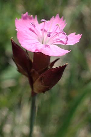 Dianthus pontederae \ Pannonische Nelke / Hungarian Pink, A Seewinkel, Podersdorf 9.5.2022