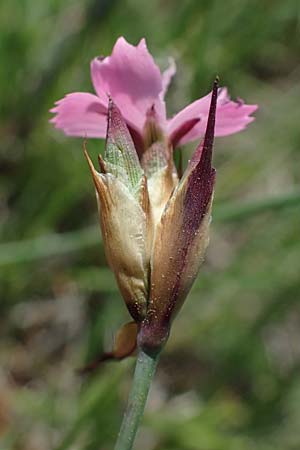Dianthus pontederae \ Pannonische Nelke / Hungarian Pink, A Seewinkel, Podersdorf 9.5.2022