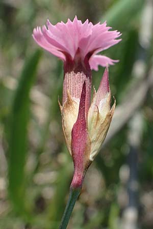 Dianthus pontederae \ Pannonische Nelke / Hungarian Pink, A Seewinkel, Podersdorf 9.5.2022