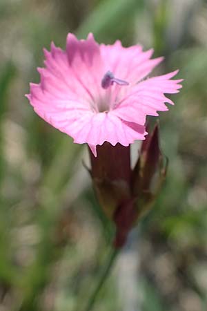 Dianthus pontederae \ Pannonische Nelke / Hungarian Pink, A Seewinkel, Podersdorf 9.5.2022