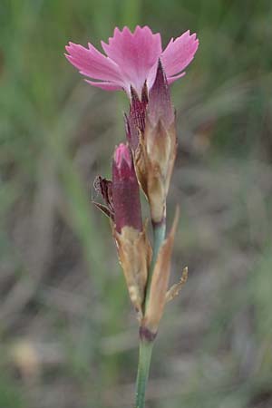 Dianthus pontederae \ Pannonische Nelke / Hungarian Pink, A Seewinkel, Illmitz 9.5.2022