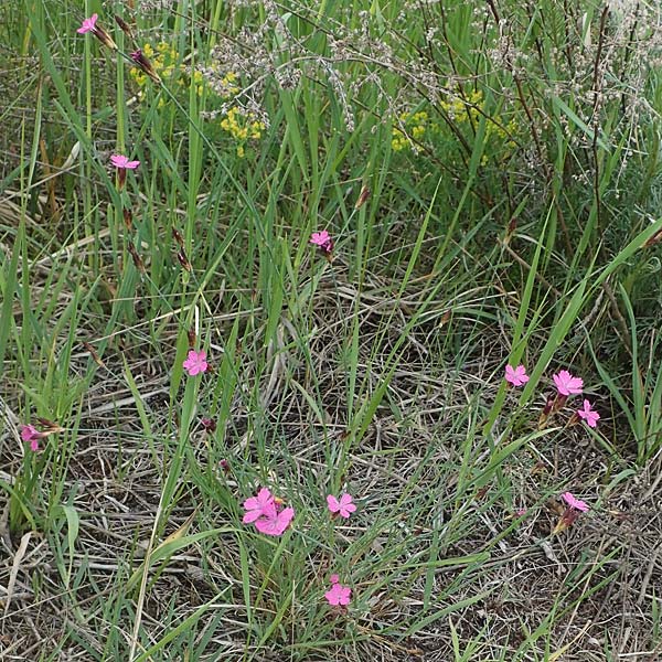 Dianthus pontederae \ Pannonische Nelke / Hungarian Pink, A Seewinkel, Illmitz 9.5.2022