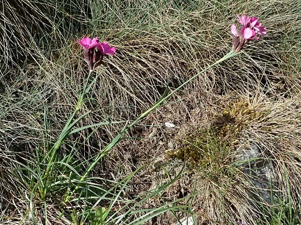 Dianthus carthusianorum subsp. carthusianorum \ Kartuser-Nelke / Carthusian Pink, A Trenchtling 6.7.2024