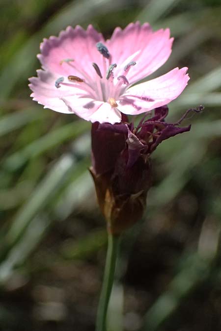Dianthus carthusianorum subsp. carthusianorum \ Kart�user-Nelke / Carthusian Pink, A Hainburg 10.5.2025