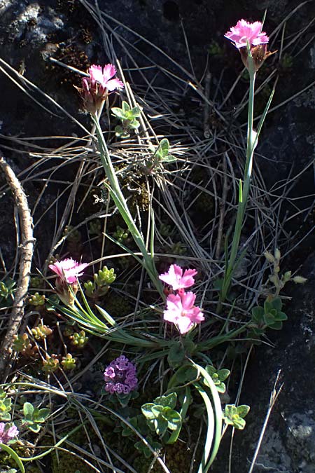 Dianthus carthusianorum subsp. carthusianorum \ Kart�user-Nelke / Carthusian Pink, A Hainburg 10.5.2025
