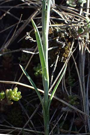 Dianthus carthusianorum subsp. carthusianorum \ Kart�user-Nelke / Carthusian Pink, A Hainburg 10.5.2025